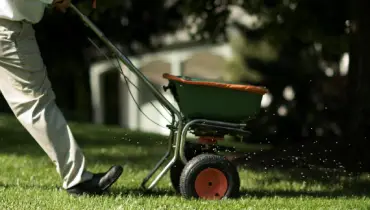  A person pushes a fertilizer spreader across a grassy lawn.