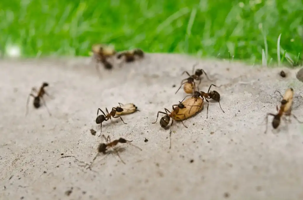 Ants