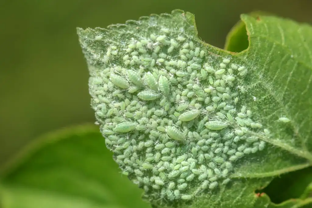 Aphids