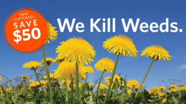 Bright yellow dandelions in a field under a blue sky with large text reading We Kill Weeds.