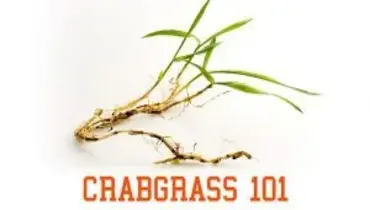 Crabgrass.