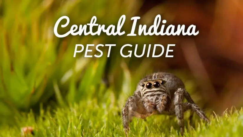 Central Indiana Pest Guide
