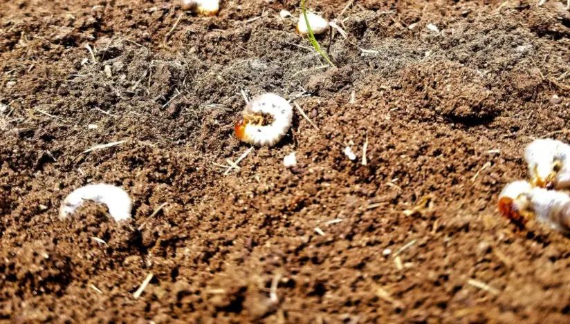Grubs