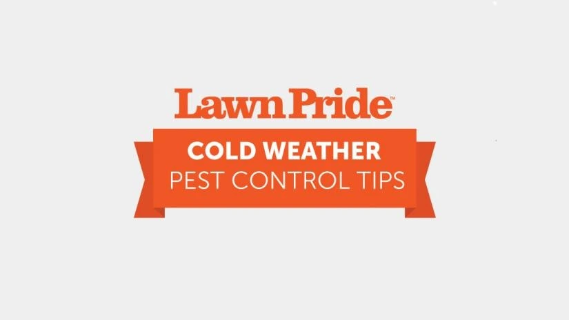 Cold Weather Pest Control