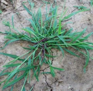Weeds Crabgrass.