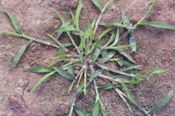 A green-leaved plant emerging from the soil.
