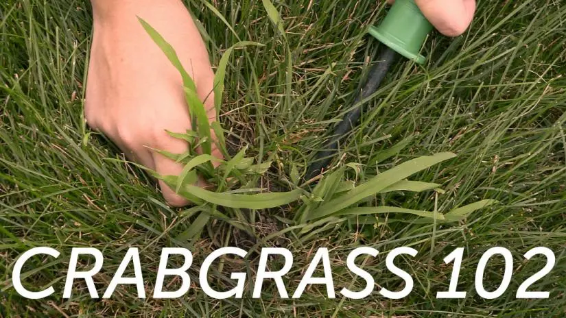 Crabgrass102.