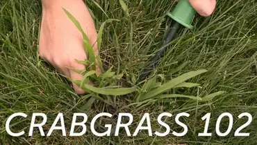 Crabgrass102.