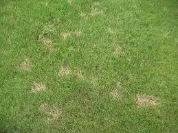 Dollar Spot