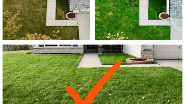 Lawn Improvement.