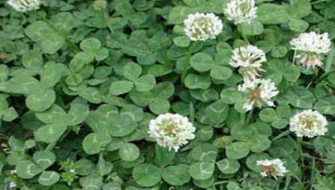 Lawn pride Indianapolis lawn care and weed control.