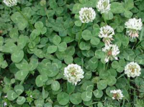 Lawn pride Indianapolis lawn care and weed control.