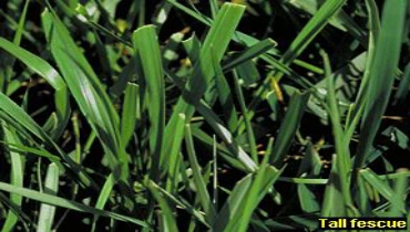 Lawn Pride weed control and fertilization.