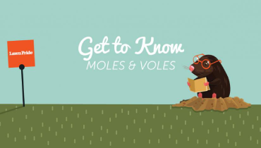 Mole wearing glasses and reading a book while sitting on a dirt mound.