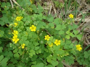 Weed of the week Oxalis