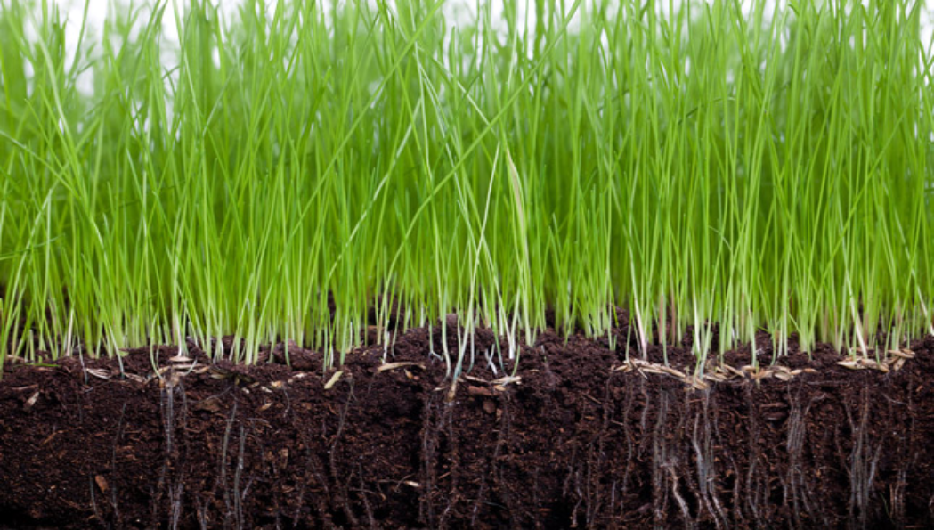 Root Development.
