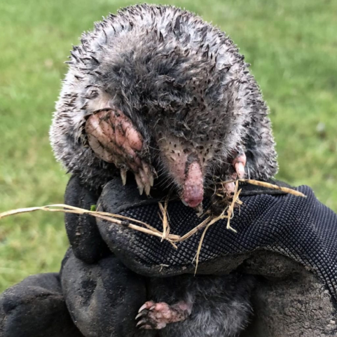 Small mole with gray fur and pink snout 