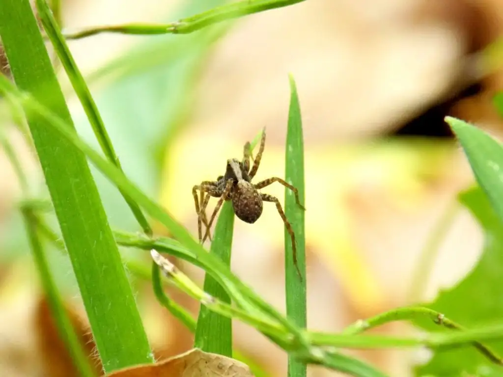 Spiders