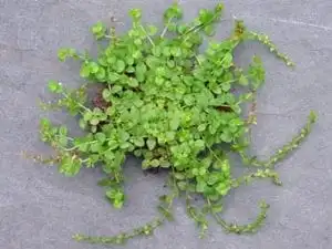 Thyme leaf
