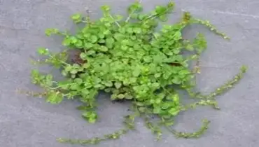 Thyme Leaf