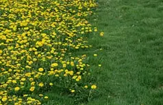Early spring lawn care.