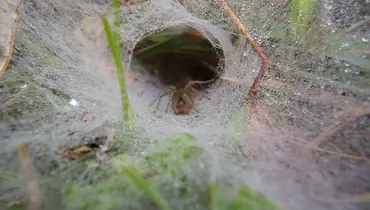 Yard Spider web