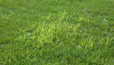 Yellow nutsedge.