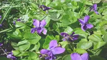 Wild Violet.