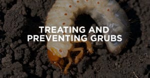 Grub Control Treatment and Prevention