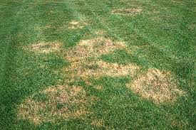 lawn pride indianapolis lawn care