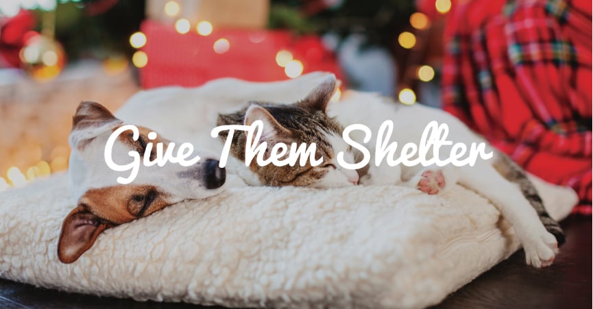 Give Them Shelter