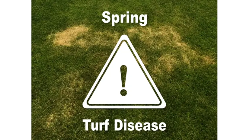 Spring Turf Disease